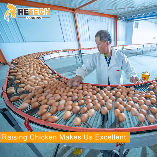 Progetta un pollaio automatico in batteria per allevamento di uova con strati di uova per 10.000 galline ovaiole